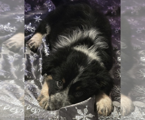 Medium Photo #2 Border-Aussie Puppy For Sale in ROY, UT, USA