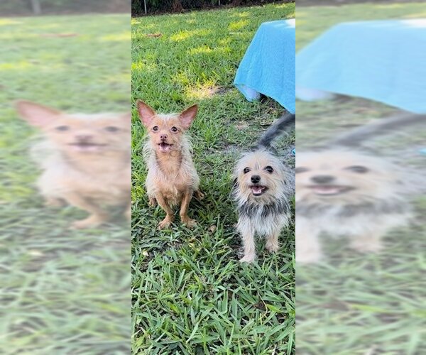 Medium Photo #4 Mutt Puppy For Sale in Weston, FL, USA