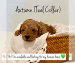 Puppy Autumn Poodle (Toy)