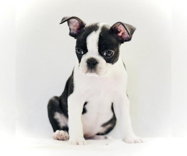 Medium Photo #5 Boston Terrier Puppy For Sale in YUCAIPA, CA, USA