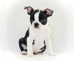 Small #4 Boston Terrier