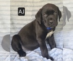 Small #5 Cane Corso