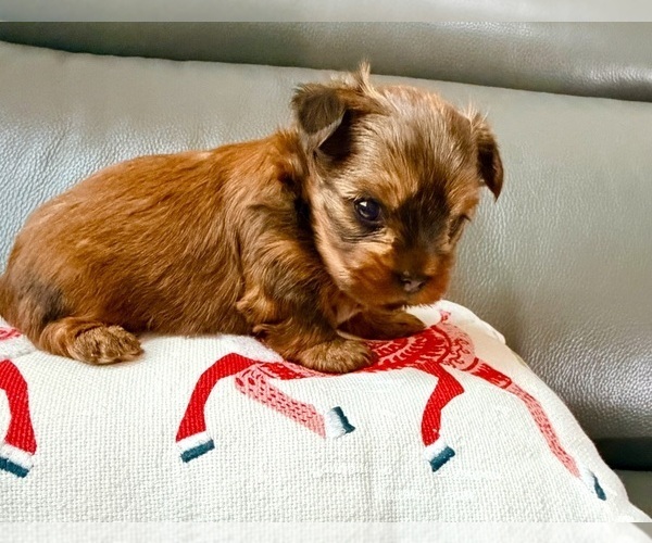 Medium Photo #9 Yorkshire Terrier Puppy For Sale in ROCKLIN, CA, USA