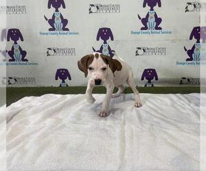 Medium American Pit Bull Terrier Mix