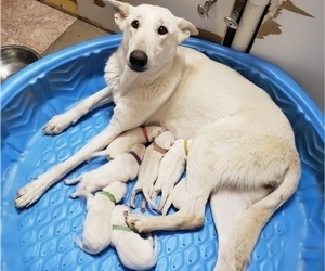 Mother of the German Shepherd Dog puppies born on 05/07/2022
