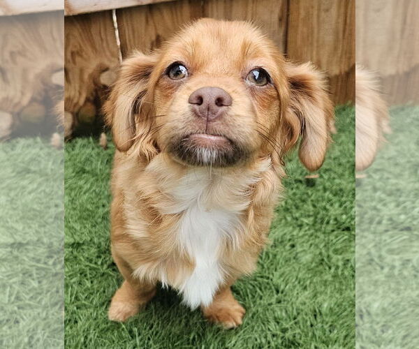 Medium Photo #3 Shiranian Puppy For Sale in Oakhurst, NJ, USA