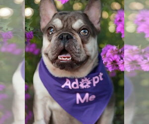 French Bulldog Dogs for adoption in Pittsburg, CA, USA