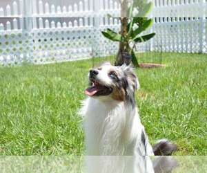 Miniature Australian Shepherd Puppy for sale in RIVERVIEW, FL, USA