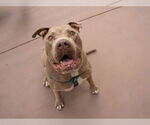 Small #49 American Staffordshire Terrier Mix