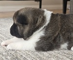 Puppy LUNA Akita