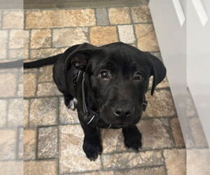 Mutt Dogs for adoption in Germantown, OH, USA