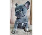 Small French Bulldog