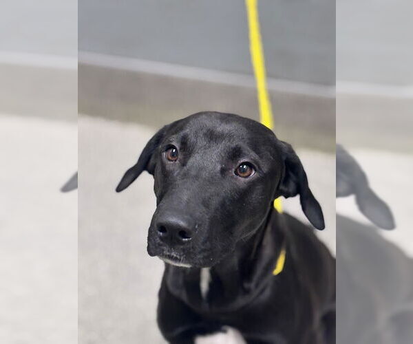 Medium Photo #1 Labrador Retriever-Unknown Mix Puppy For Sale in Las Vegas, NV, USA