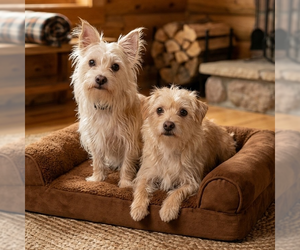 Mutt Dogs for adoption in Vail, AZ, USA