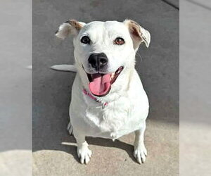 Mutt Dogs for adoption in Sacramento, CA, USA