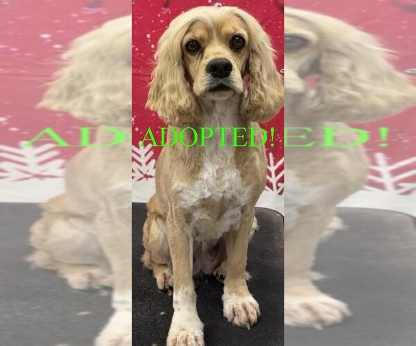 Medium Photo #1 Cocker Spaniel Puppy For Sale in Westminster, MD, USA