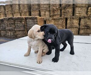 Labrador Retriever Puppy for sale in LINCOLN UNIV, PA, USA