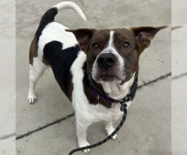 Medium Photo #3 American Staffordshire Terrier-Unknown Mix Puppy For Sale in Palmetto, FL, USA