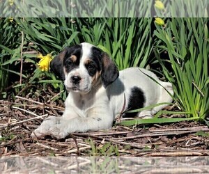 Labradinger Puppy for sale in LISLE, NY, USA