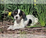 Small Photo #1 Labradinger Puppy For Sale in LISLE, NY, USA