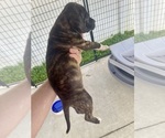 Small #1 American Pit Bull Terrier