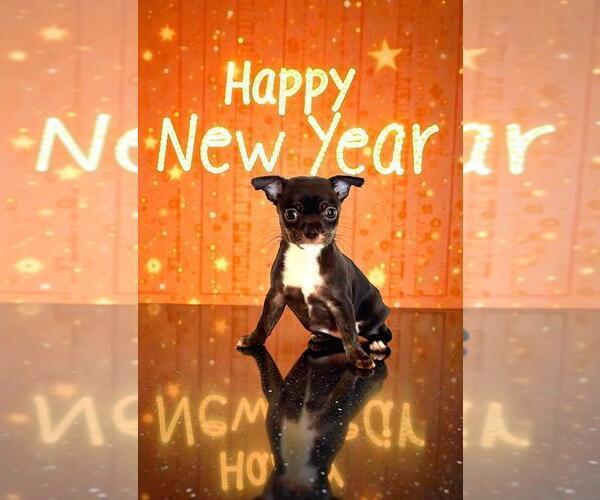 Medium Photo #53 Chihuahua Puppy For Sale in CHARLESTON, AR, USA