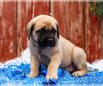 Small Photo #14 Mastiff Puppy For Sale in WAKARUSA, IN, USA