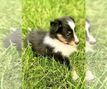 Puppy Cherubi Shetland Sheepdog