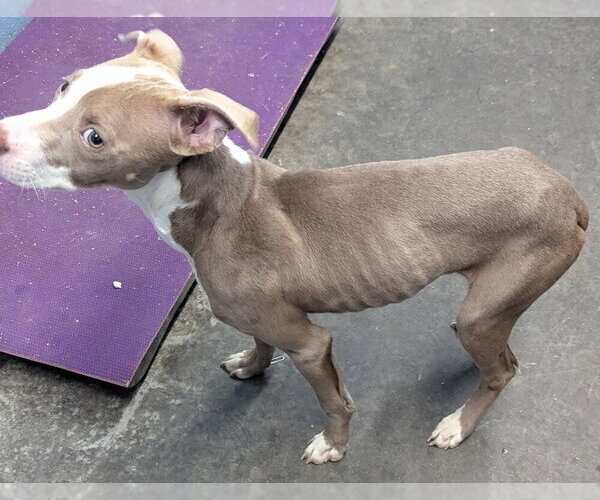 Medium Photo #2 Mutt Puppy For Sale in Evansville, IN, USA