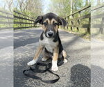 Small #12 Siberian Husky Mix