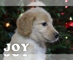 Small Photo #10 Goldendoodle Puppy For Sale in KERNERSVILLE, NC, USA