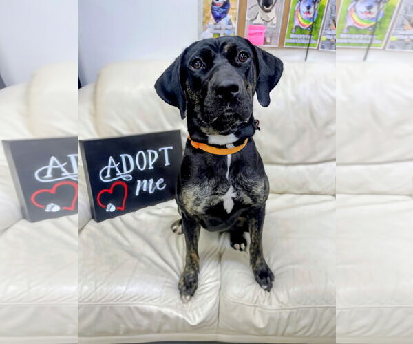 Medium Photo #3 Labrador Retriever-Unknown Mix Puppy For Sale in Rockaway, NJ, USA