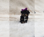 Small #2 Yorkshire Terrier