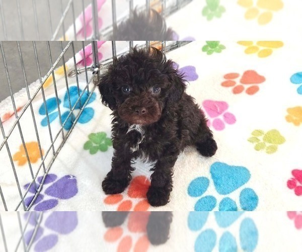 Medium Photo #4 Cockapoo (Toy)-Poodle (Toy) Mix Puppy For Sale in ORO VALLEY, AZ, USA