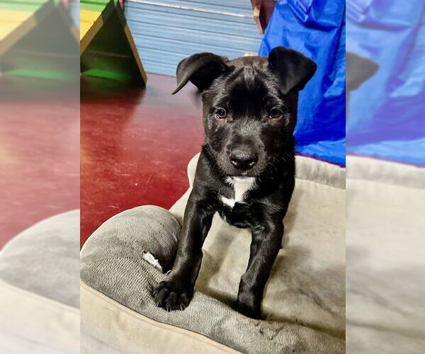 Medium Photo #3 American Pit Bull Terrier-Unknown Mix Puppy For Sale in Webster, WI, USA