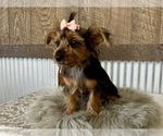 Small #9 Yorkshire Terrier