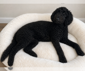 Mother of the Goldendoodle puppies born on 06/13/2026