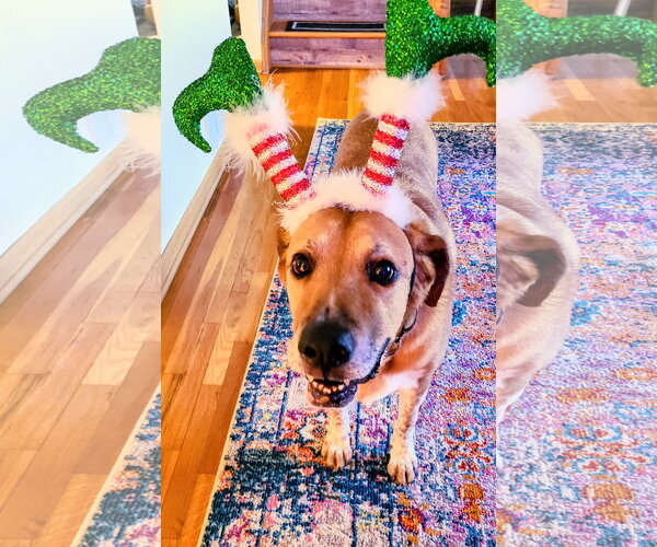 Medium Photo #15 Labrador Retriever-Unknown Mix Puppy For Sale in Rockaway, NJ, USA