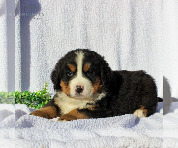 Medium Photo #5 Bernese Mountain Dog Puppy For Sale in GAP, PA, USA