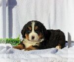 Small Photo #5 Bernese Mountain Dog Puppy For Sale in GAP, PA, USA