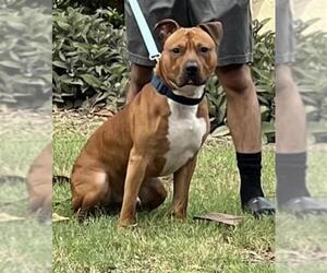 American Staffordshire Terrier Dogs for adoption in San Antonio, TX, USA
