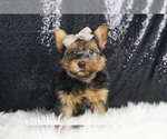 Puppy Theo F1B Morkie