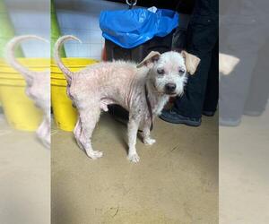 Mutt Dogs for adoption in Chula Vista, CA, USA