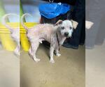 Small Mutt