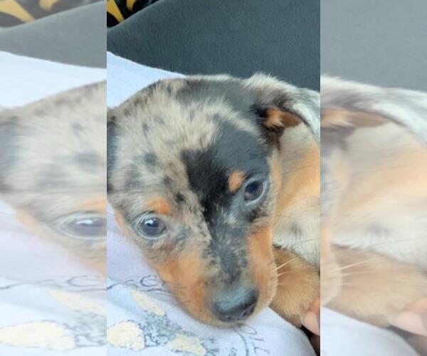 Medium Photo #1 Harlequin Pinscher Puppy For Sale in EDWARDSBURG, MI, USA