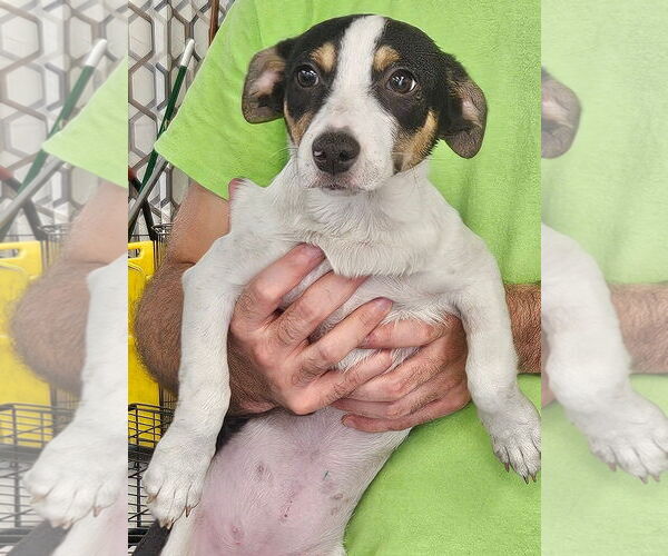Medium Photo #1 Jack Russell Terrier-Unknown Mix Puppy For Sale in Royal Palm Beach, FL, USA