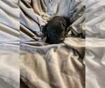 Small Photo #9 Cane Corso Puppy For Sale in RUTHERFORDTON, NC, USA