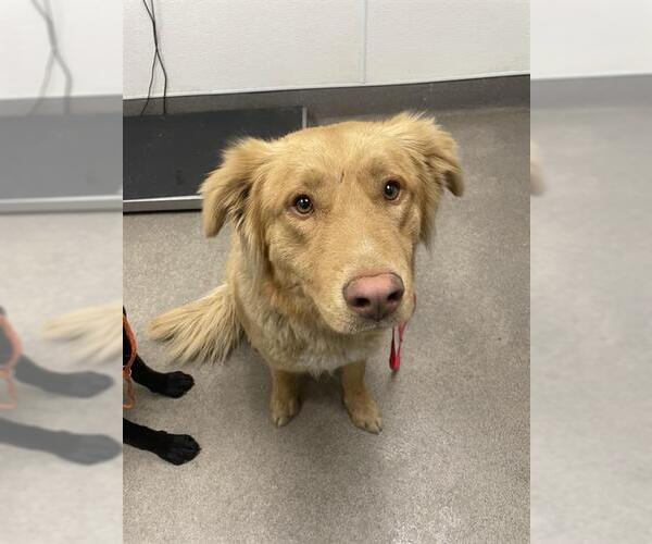 Medium Photo #1 Golden Retriever-Unknown Mix Puppy For Sale in HESPERIA, CA, USA