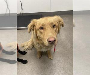 Golden Retriever-Unknown Mix Dogs for adoption in HESPERIA, CA, USA