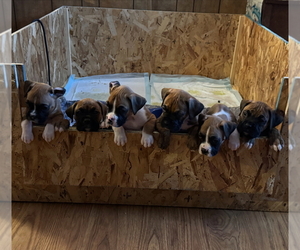 Boxer Litter for sale in MAYVILLE, NY, USA